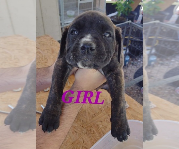 Full screen Photo #18 Cane Corso Puppy For Sale in WEST PALM BCH, FL, USA