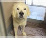 Small Great Pyrenees