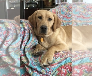 Labrador Retriever Puppy for sale in BARNEVELD, WI, USA