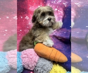 Havanese Puppy for sale in LIVONIA, MI, USA