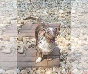 Dachshund Dogs for adoption in Thomasville, NC, USA