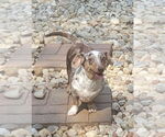 Small Dachshund