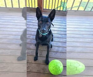 Colby - Male German Shepherd Dog Dog for Adoption - Photo #2