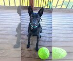 Small #1 German Shepherd Dog