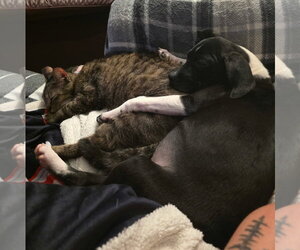Rat Terrier-Unknown Mix Dogs for adoption in Oakhurst, NJ, USA