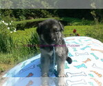 Small #3 German Shepherd Dog