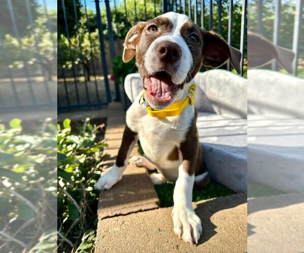 Medium Photo #2 American Pit Bull Terrier-Unknown Mix Puppy For Sale in Redlands, CA, USA