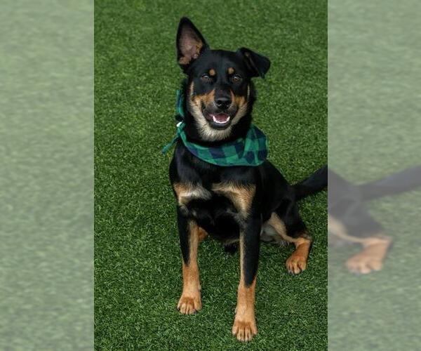 Medium Photo #2 Labrottie Puppy For Sale in Baytown, TX, USA