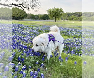 Great Pyrenees Dogs for adoption in Dallas, TX, USA