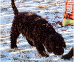 Small Photo #15 Spanish Water Dog Puppy For Sale in SIMLA, CO, USA