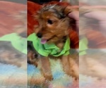 Small #9 Yorkshire Terrier