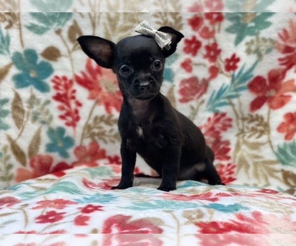 Medium Photo #5 Chihuahua Puppy For Sale in LAKELAND, FL, USA