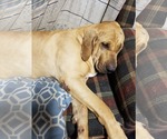 Small Fila Brasileiro