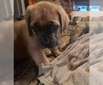 Small Photo #20 Cane Corso Puppy For Sale in MEDARYVILLE, IN, USA