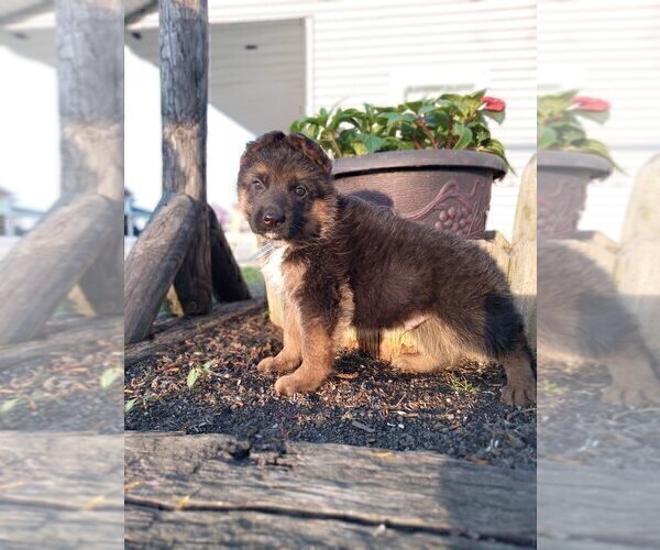 Medium Photo #4 German Shepherd Dog Puppy For Sale in MILFORD, IN, USA