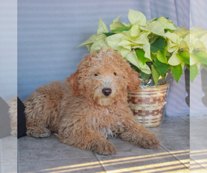 Goldendoodle-Poodle (Miniature) Mix Puppy for sale in GORDONVILLE, PA, USA