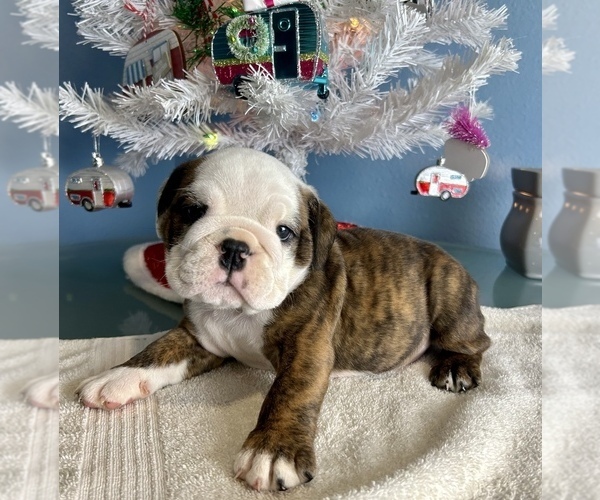 Medium Photo #3 Bulldog Puppy For Sale in THONOTOSASSA, FL, USA