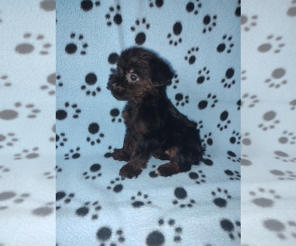 Medium Photo #5 YorkiePoo Puppy For Sale in LAPEER, MI, USA