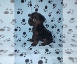 Small #4 YorkiePoo