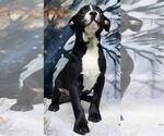 Small #1 American Pit Bull Terrier Mix