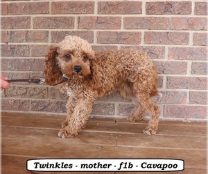 Mother of the Cavapoo (Miniature) puppies born on 07/10/2026
