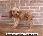 Small Photo #1 Cavapoo (Miniature) Puppy For Sale in CLARKRANGE, TN, USA