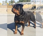 Small #2 Rottweiler