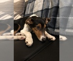 Small Photo #1 Australian Shepherd-Jack Russell Terrier Mix Puppy For Sale in BROOKLYN, NY, USA