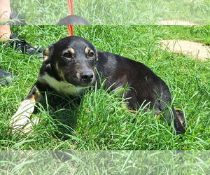 Mutt Dogs for adoption in Wetumpka, AL, USA