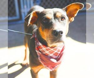 American Staffordshire Terrier-Unknown Mix Dogs for adoption in San Antonio, TX, USA