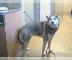 Small Siberian Husky