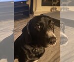 Small Photo #4 Labrador Retriever-Unknown Mix Puppy For Sale in Rowlett, TX, USA