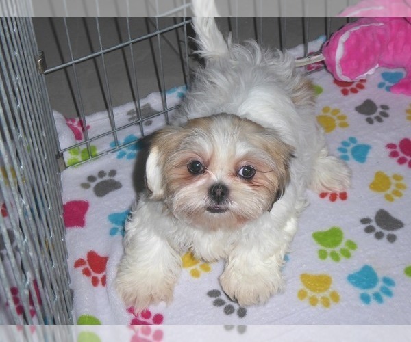 Medium Photo #12 Shih Tzu Puppy For Sale in ORO VALLEY, AZ, USA