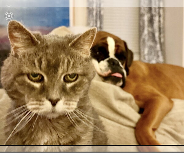 Medium Photo #2 Boxer Puppy For Sale in Dumont, NJ, USA