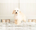 Small Photo #5 Poodle (Toy) Puppy For Sale in WARSAW, IN, USA
