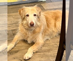 Golden Retriever-Unknown Mix Dogs for adoption in Jefferson, NJ, USA