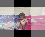 Small #2 Poodle (Miniature)