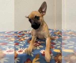 Betty Jo - Female Chihuahua-Unknown Mix Dog for Adoption - Photo #3