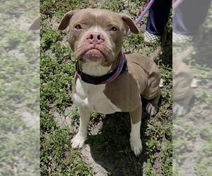 WYLDER - Male Boxer-Unknown Mix Dog for Adoption - Photo #2