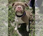 Small #1 Boxer Mix