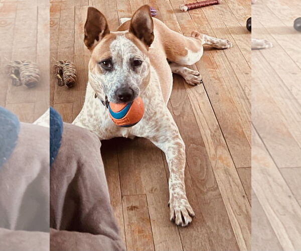 Medium Photo #1 Mutt Puppy For Sale in Garden City, NY, USA