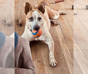 Mutt Dogs for adoption in Garden City, NY, USA
