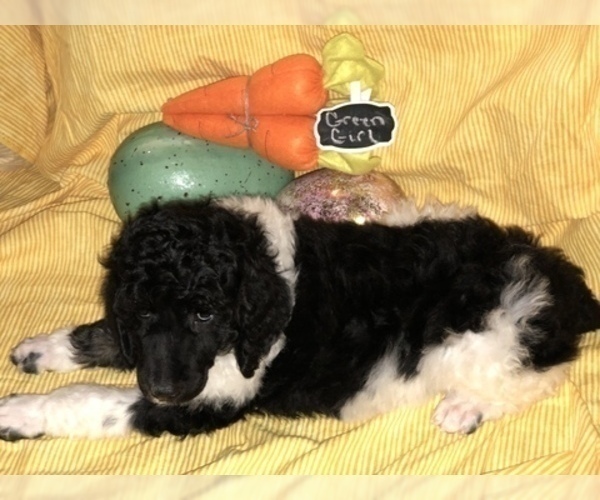 Medium Photo #2 Poodle (Standard) Puppy For Sale in BELLA VISTA, AR, USA