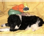 Small Photo #2 Poodle (Standard) Puppy For Sale in BELLA VISTA, AR, USA