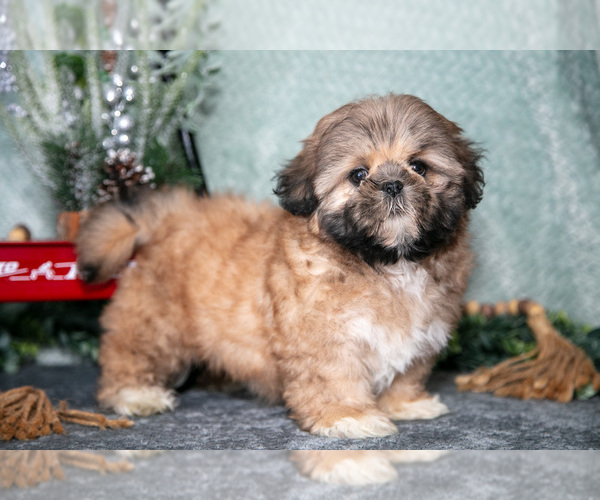 Medium Photo #8 Shih Tzu Puppy For Sale in CLARE, MI, USA