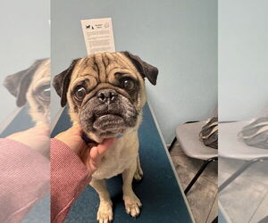 Pug Dogs for adoption in Banning, CA, USA