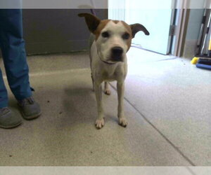 American Pit Bull Terrier-Unknown Mix Dogs for adoption in Tallahassee, FL, USA