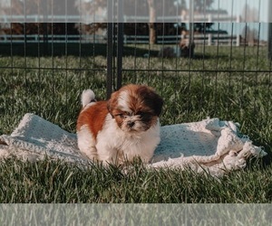 Shih Tzu Puppy for Sale in TOPEKA, Indiana USA