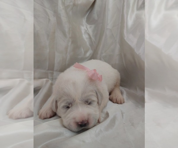 Medium Photo #4 Great Pyrenees Puppy For Sale in BEE SPRING, KY, USA