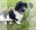 Small #5 Poodle (Miniature)-ShihPoo Mix